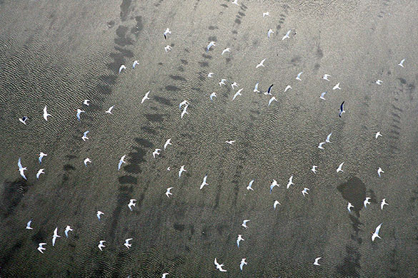 Deepwater oilrig: Birds flying over the oil on the water in the Gulf of Mexico