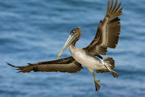 Wildlife: A brown pelican