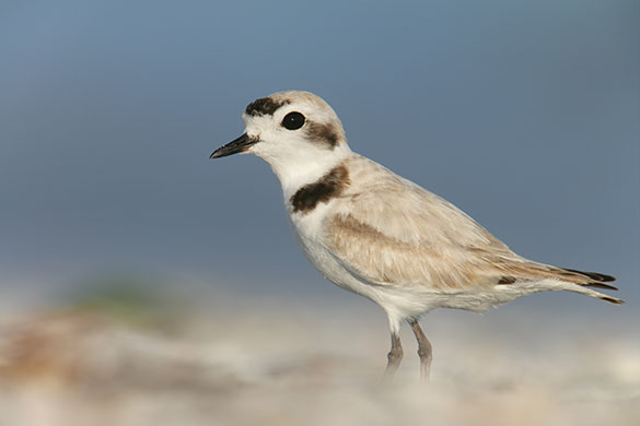 Wildlife: Snowy Plover, an endangered species