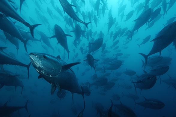 Wildlife: Bluefin tuna