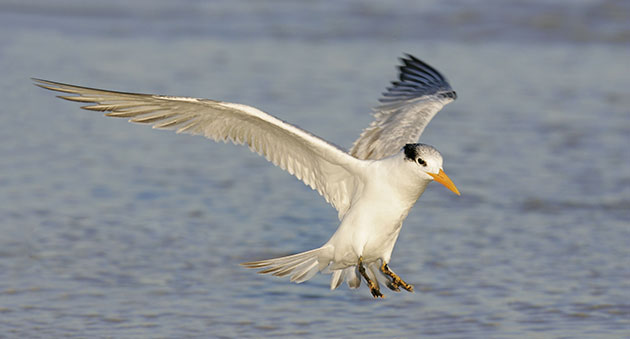 Wildlife: Royal Tern