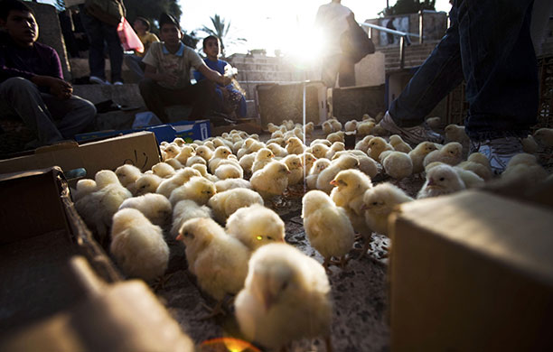 24 hours in pictures: Jerusalem: Palestinian boys sell chicks outside the Damascus Gate