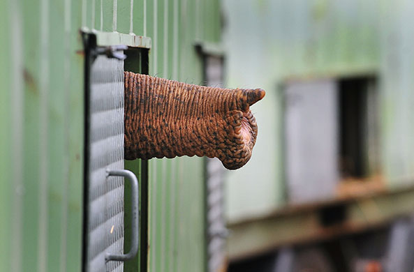 24 hours in pictures: Neunkirchen, Germany: An elephant sticks its trunk out