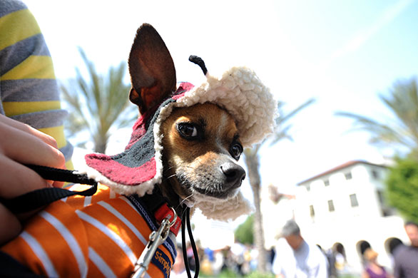 24 hours in pictures: Los Angeles, US: Pancho, a chihuahua mix
