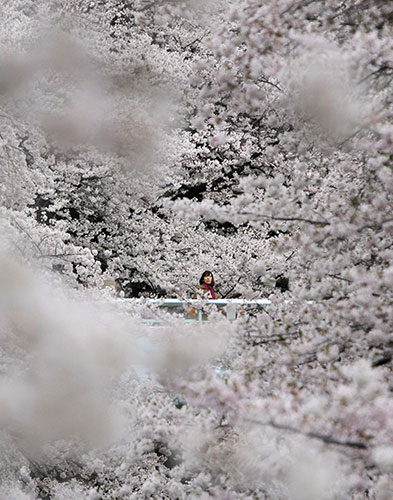 24 hours in pictures: Tokyo, Japan: A woman looks at cherry blossoms in full bloom