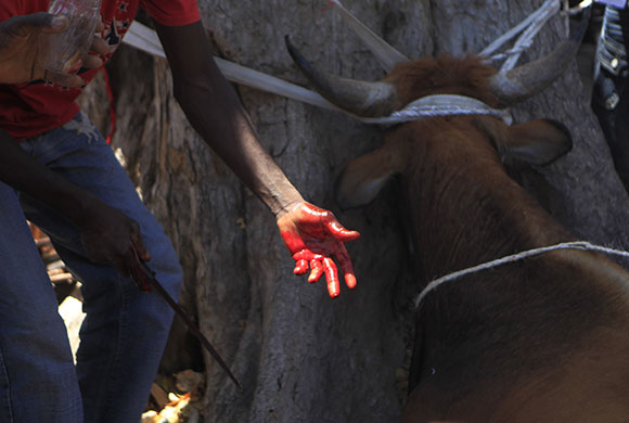 24 hours in pictures: cow sacrificed in voodo ceremony in haiti