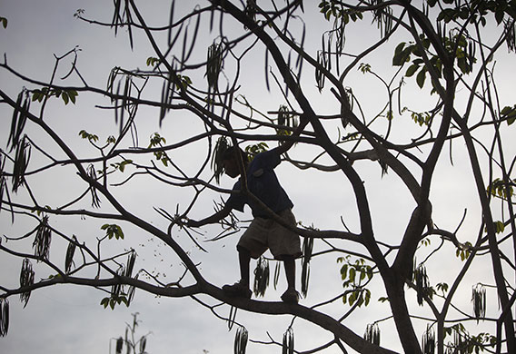 24 hours in pictures: Niquinohomo, Nicaragua: A child plays on the branches of a tree