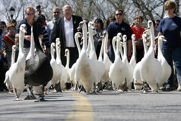 24 hours in pictures: Stratford, Canada: The annual swan parade to mark the start of spring
