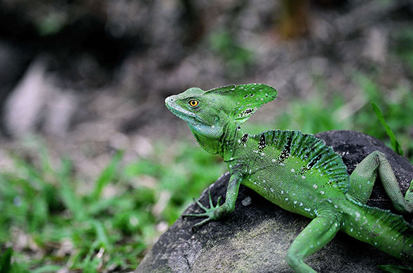 24 hours in pictures: Costa Rica: A green lizard (Basiliscus plumifrons)