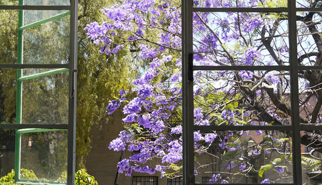show and tell: Nyman: jacaranda tree