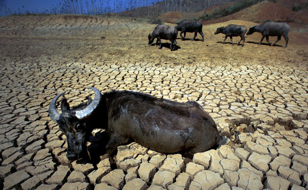 Drought in South China: Buffaloes rest on the dried bed of a reservoir, Yunnan province