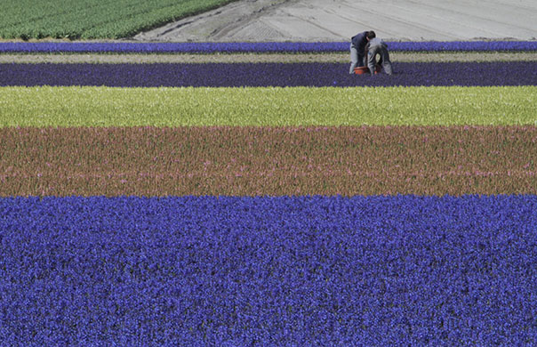 24 hours in pictures: Noordwijkerhout, Netherlands: Farmers in flowering fields of hyacinths