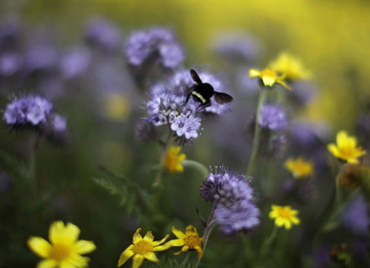 Week in Wildlife: A bee lands on wildflowers in the Temblor Range