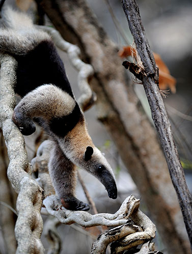 Week in Wildlife: An anteater  at the Palo Verde National Park, Costa Rica