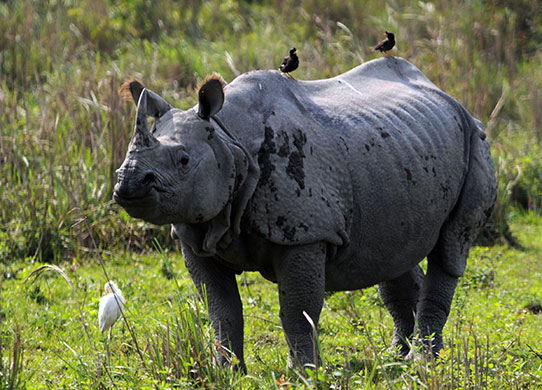 Week in Wildlife: An Indian One Horned Rhino, Kaziranga National Park in India