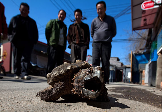 Week in Wildlife: Chinese men watch an Alligator Snapping Turtle for sale, Beijing, China