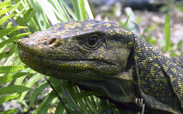 Week in Wildlife: A Northern Sierra Madre Forest Monitor Lizard, Philippines island of Luzon