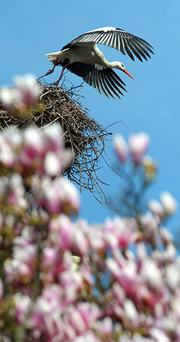 Week in Wildlife: A stork takes off from her nest close to a magnolia tree