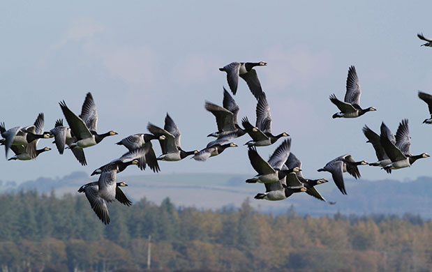 Week in Wildlife: Geese tracked by satellite