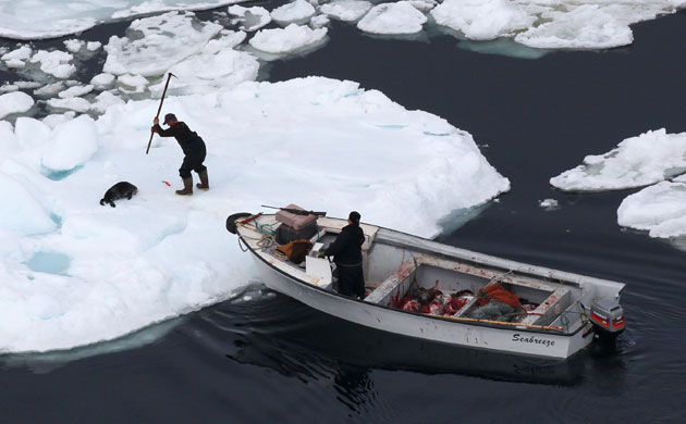 Week in Wildlife: A hunter as he clubs a harp seal 
