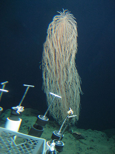 Week in Wildlife: Large gorgonian observed at 650 m off the North Coast of Molokai, Hawai