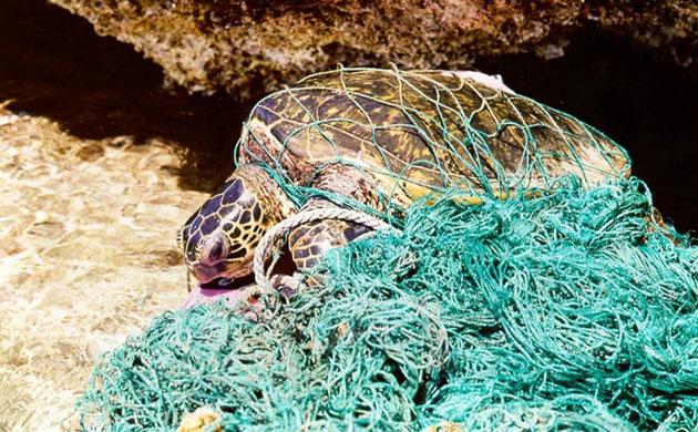 Week in Wildlife: Millions of sea turtles dying in fishing gear