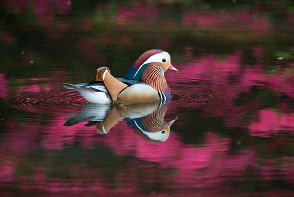 In Pictures: colour: Mandarin duck