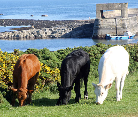 In Pictures: colour: cattle at Craster, Northumberland