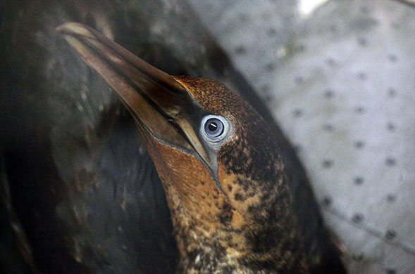 24 Hours in Pics: A Northern Gannet bird covered in oil from the spill in the Gulf of Mexico