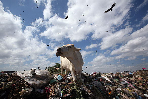 24 hours in pictures: A cow feeds at Managua's municipal garbage dump, Nicaragua