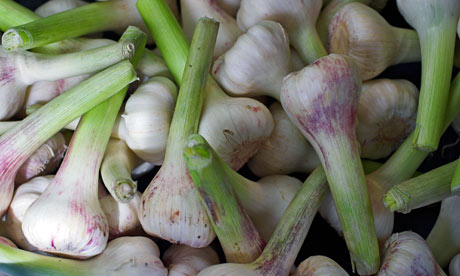 Wet Garlic