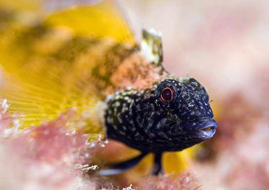 underwater photography : The Wildlife Trusts underwater photography competition