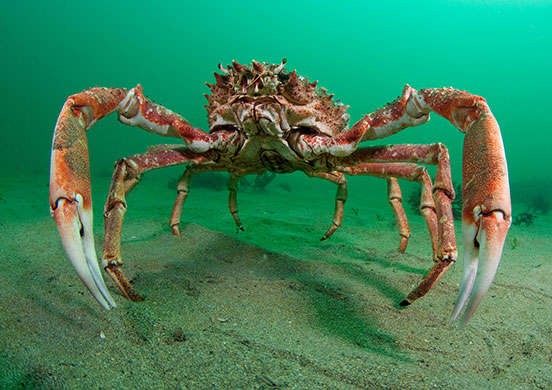 underwater photography : The Wildlife Trusts underwater photography competition