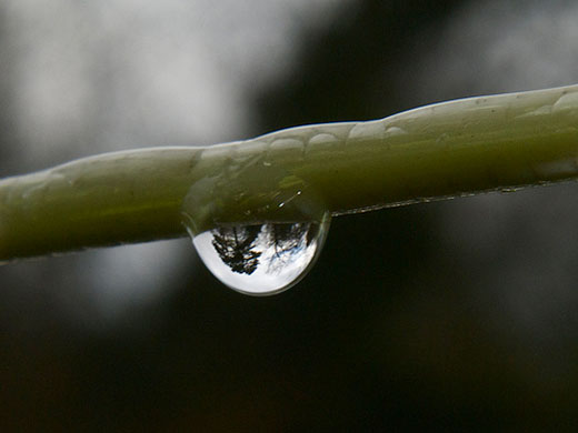 camera club winners: Patrick Widdess Macro competition camera club assignment