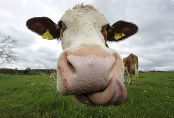 24 hours in pictures: Miesbach, Germany: A cow sticks out its tongue