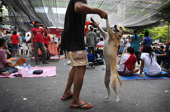 24 hours in pictures: Bangkok, Thailand: An anti-government protester dances with his dog