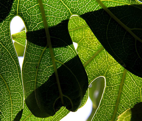 Camera Club: Sabine Thole participates in the graphic shapes monthly assignment