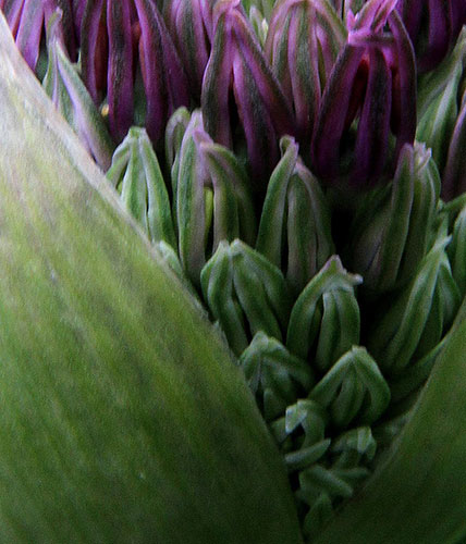 Camera Club: Sabine Thole participates in the graphic shapes monthly assignment