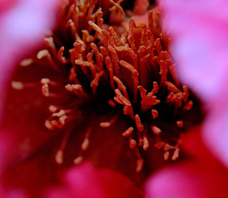 Camera Club: Sabine Thole participates in the graphic shapes monthly assignment