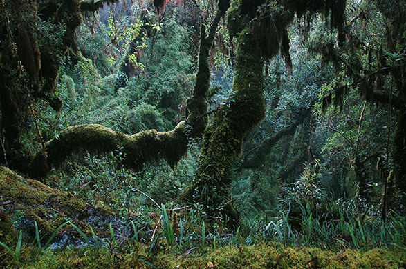 week in wildlife: Global Climate Change Driving Lizards to Extinction