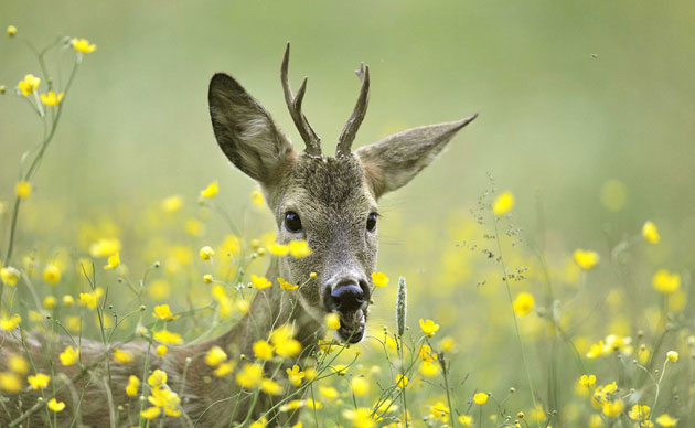 week in wildlife: A buck eats grass in a field near Medvode