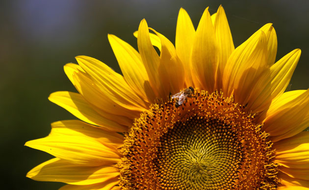 week in wildlife: A honey bee collects nectar and pollen from a fully grown sunflower