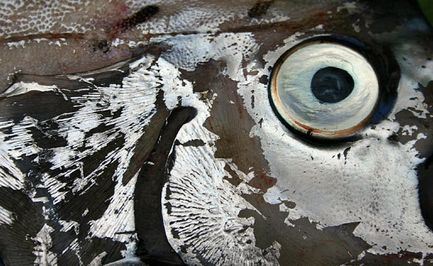 week in wildlife: The eye of a 
