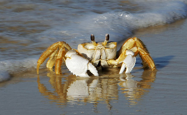 week in wildlife: Gulf Deepwater Horizon Oil Spill Begins To Reach Land