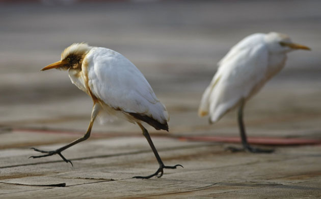 week in wildlife: Gulf Deepwater Horizon Oil Spill Begins To Reach Land