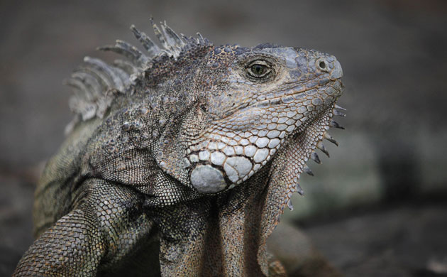 week in wildlife: An iguana is seen at Bolivar Park in Guayaquil
