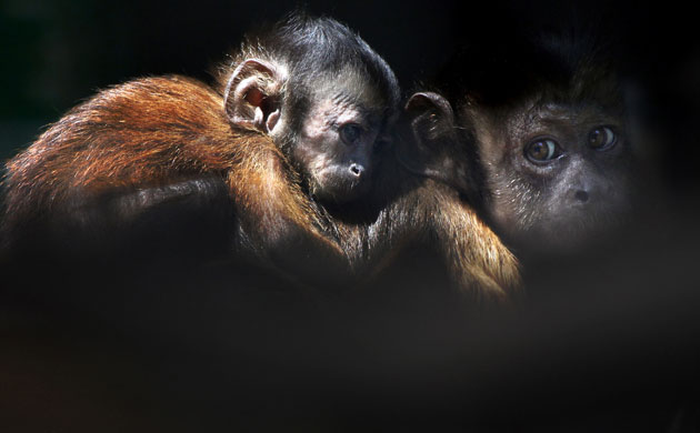 week in wildlife: A baby capuchin monkey clings to its mother