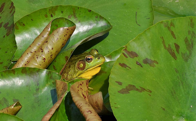 week in wildlife: Pond life 2010