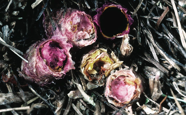 Week in wildlife: nests from petals of solitary bees, Osmia avoseta