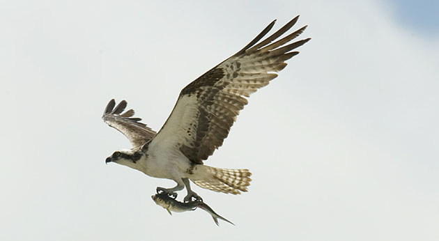 Week in wildlife: An Osprey flies overhead carrying a fish
